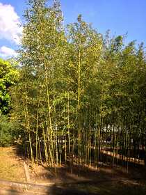 伊東真衣 | スタジオラグ